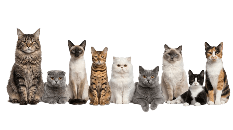 gatos