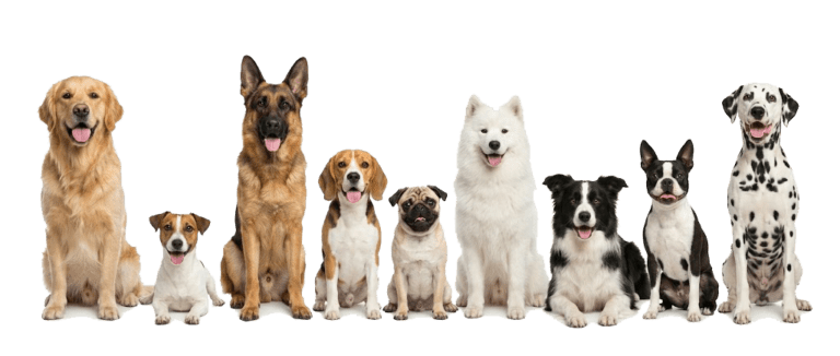 perros